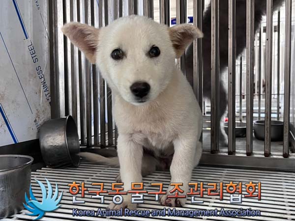 한국동물구조관리협회_441406202401719